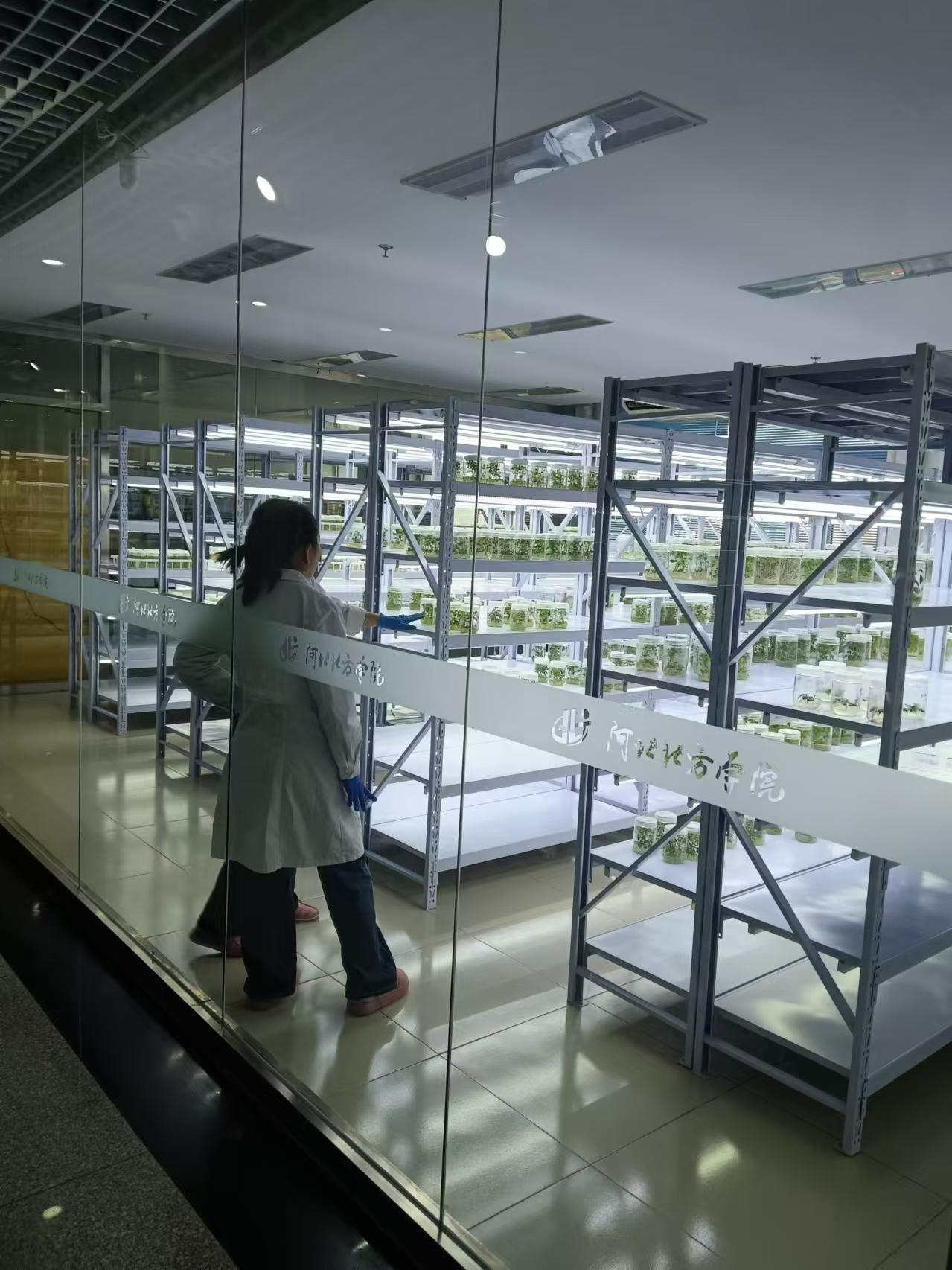 大名植物组培室设计的基本布局有哪些？