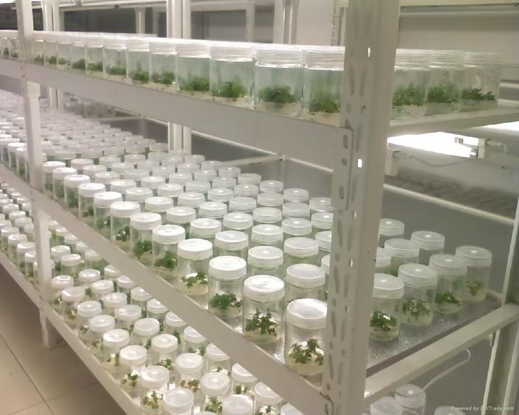 大名组培实验室应该如何布局